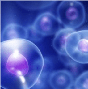 Kök Hücre ile Eklem Kireçlenmesi Tedavisi